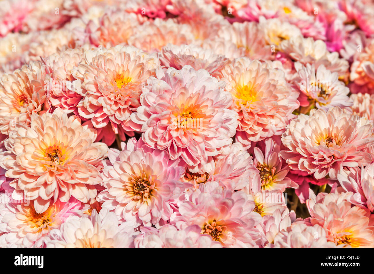 A lot of pink flower aster, daisy Stock Photo