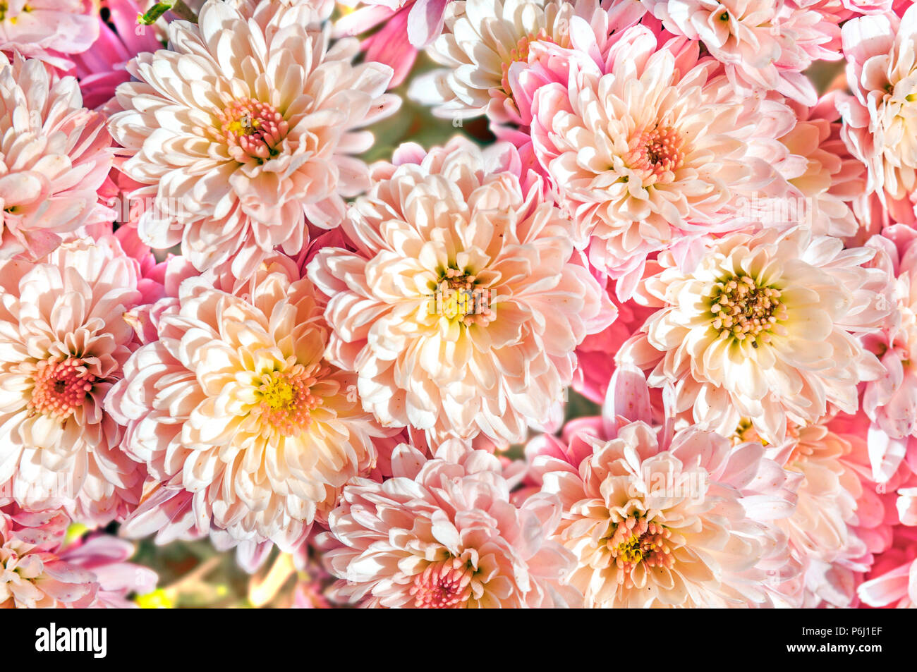 A lot of pink flower aster, daisy Stock Photo