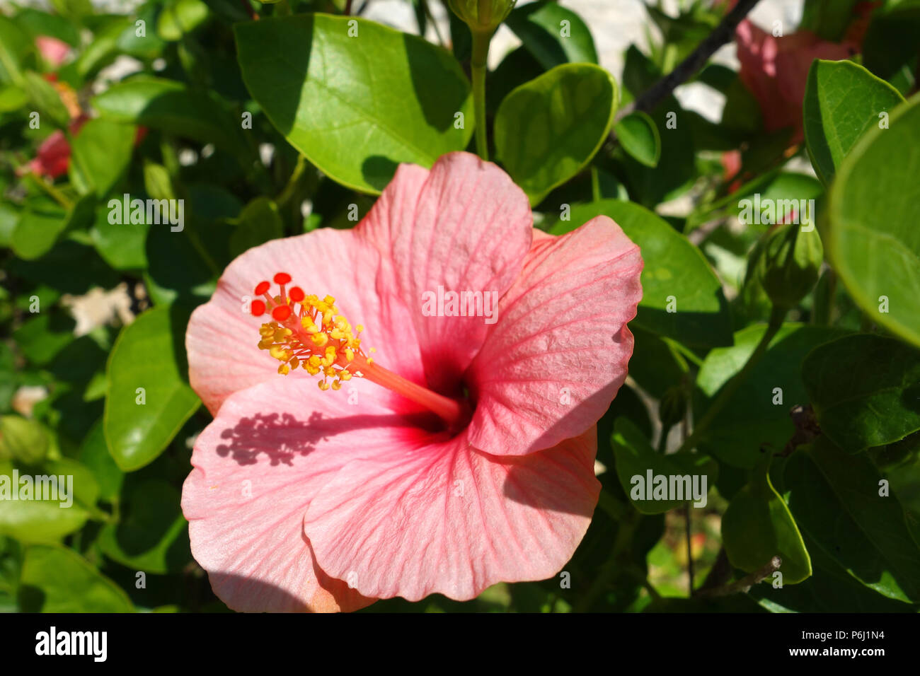 Pink Roses Greece Pink Hibiscus Flower 'Rosa-Sinensis' Grown on the Greek Island of ...