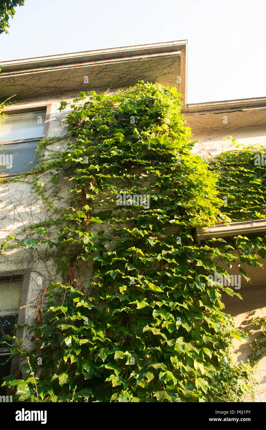 Climbing ivy up house hi-res stock photography and images - Alamy