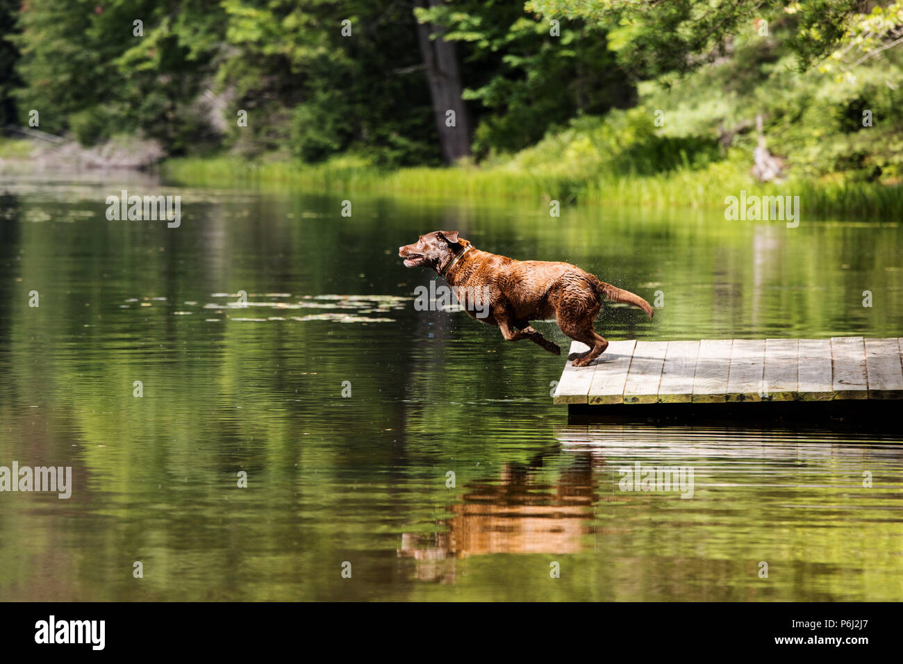 Chocolate Lab dock diving Stock Photo
