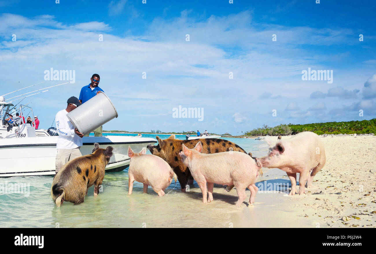 5th January 2017 - Exumas Islands, Bahamas. Local people came to Pig Island to feed famous Exuma feral pigs on the beach. Stock Photo