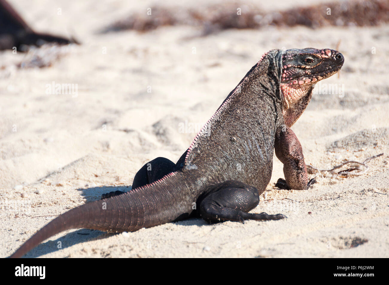 Primitive Amphibian High Resolution Stock Photography and Images Alamy