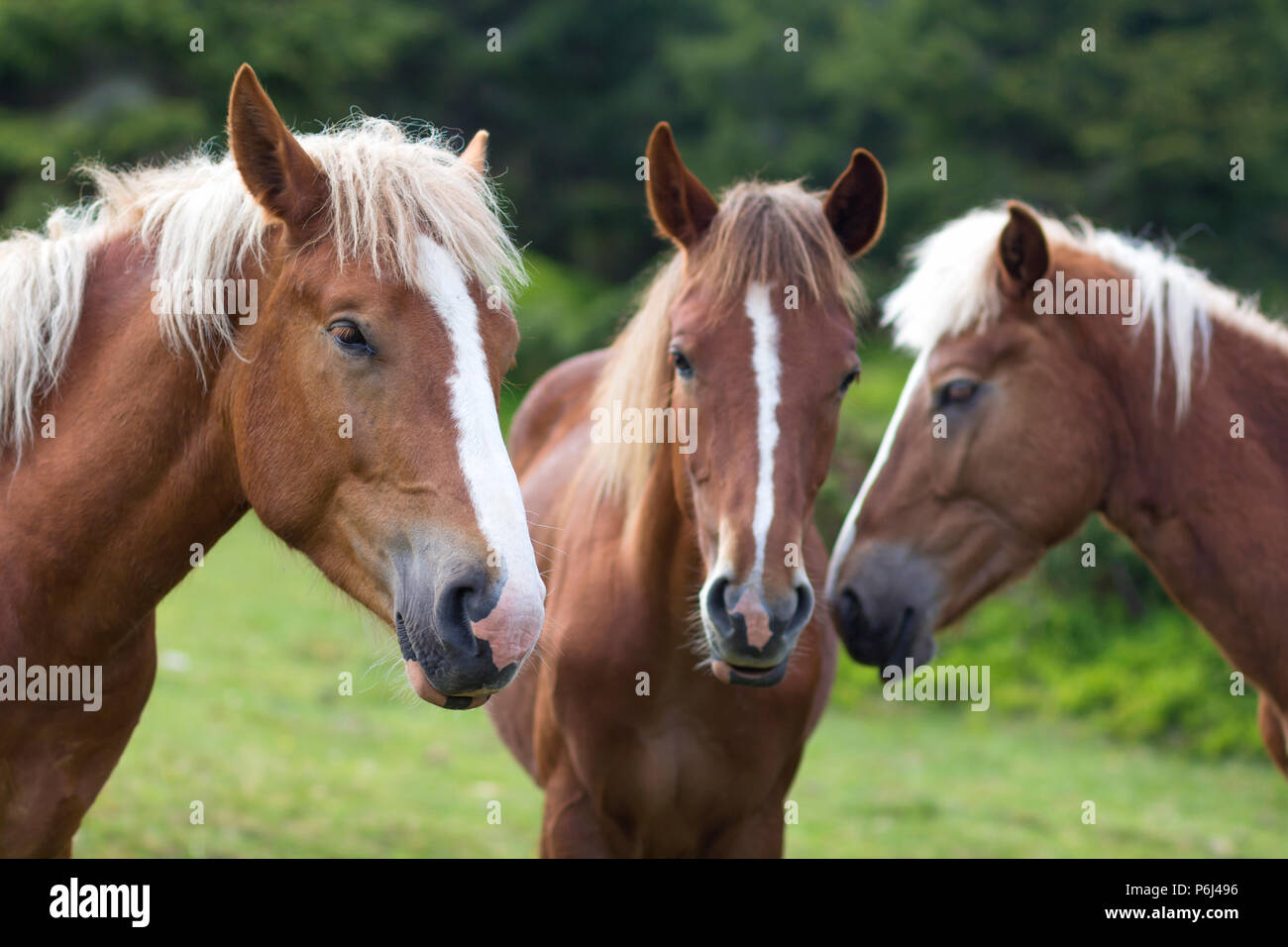 Funny horse conference in sunny meadow. Close shot of three chestnut horses with white stripes and long mane heads close together on blurred green tre Stock Photo