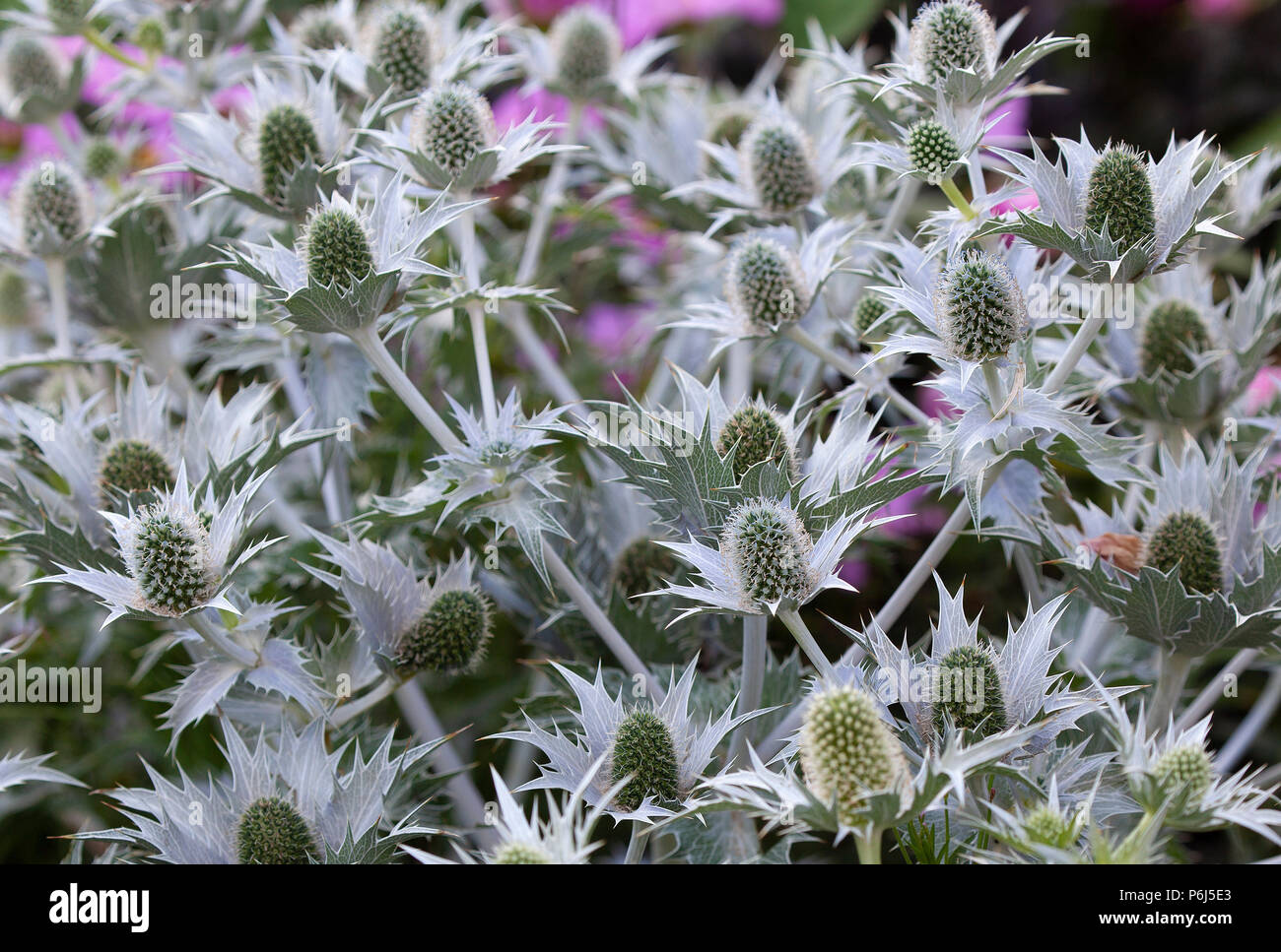 Eryngium Planum,Blue Hobbit Stock Photo Alamy