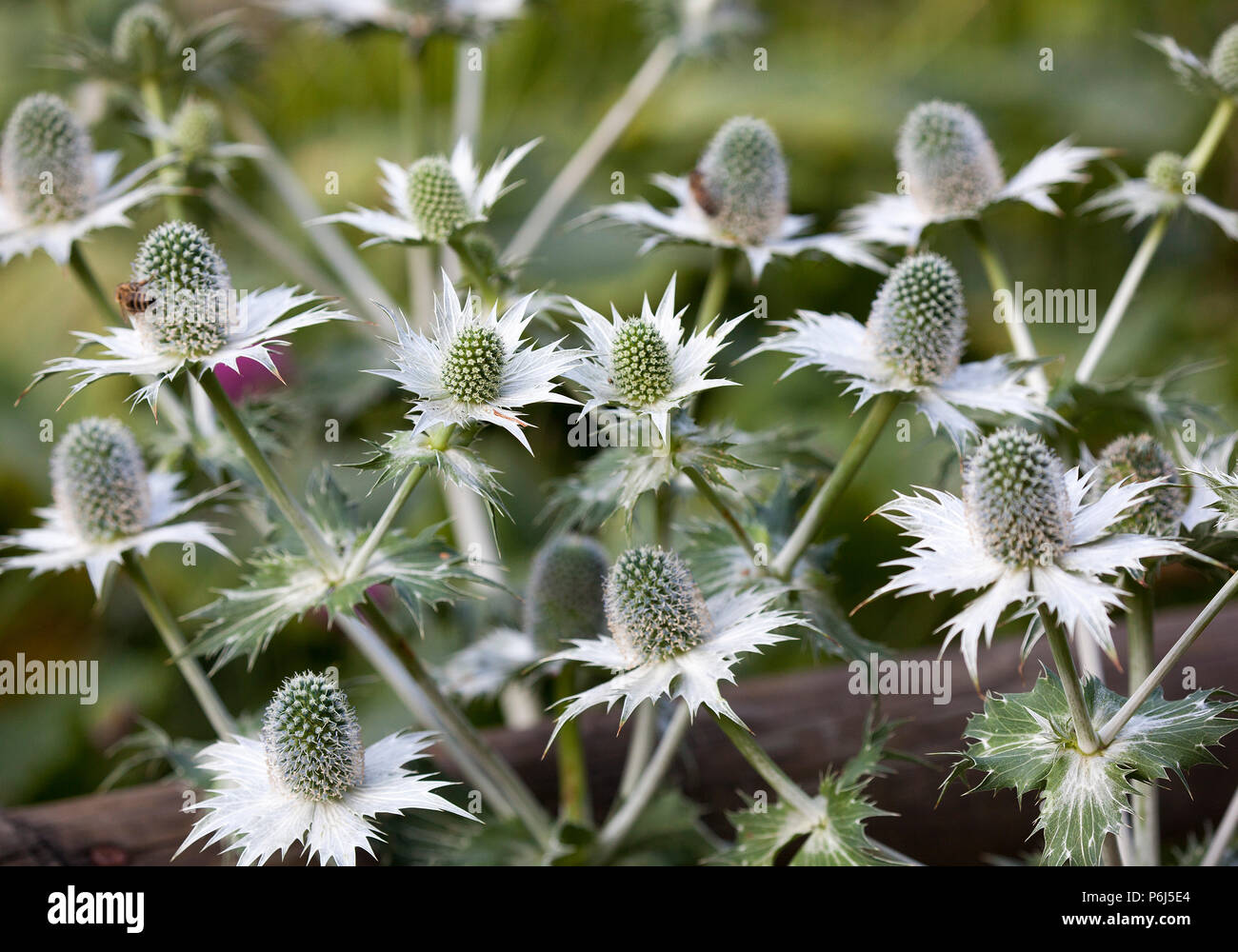 Eryngium Planum ' Blue Hobbit' Stock Photo Alamy
