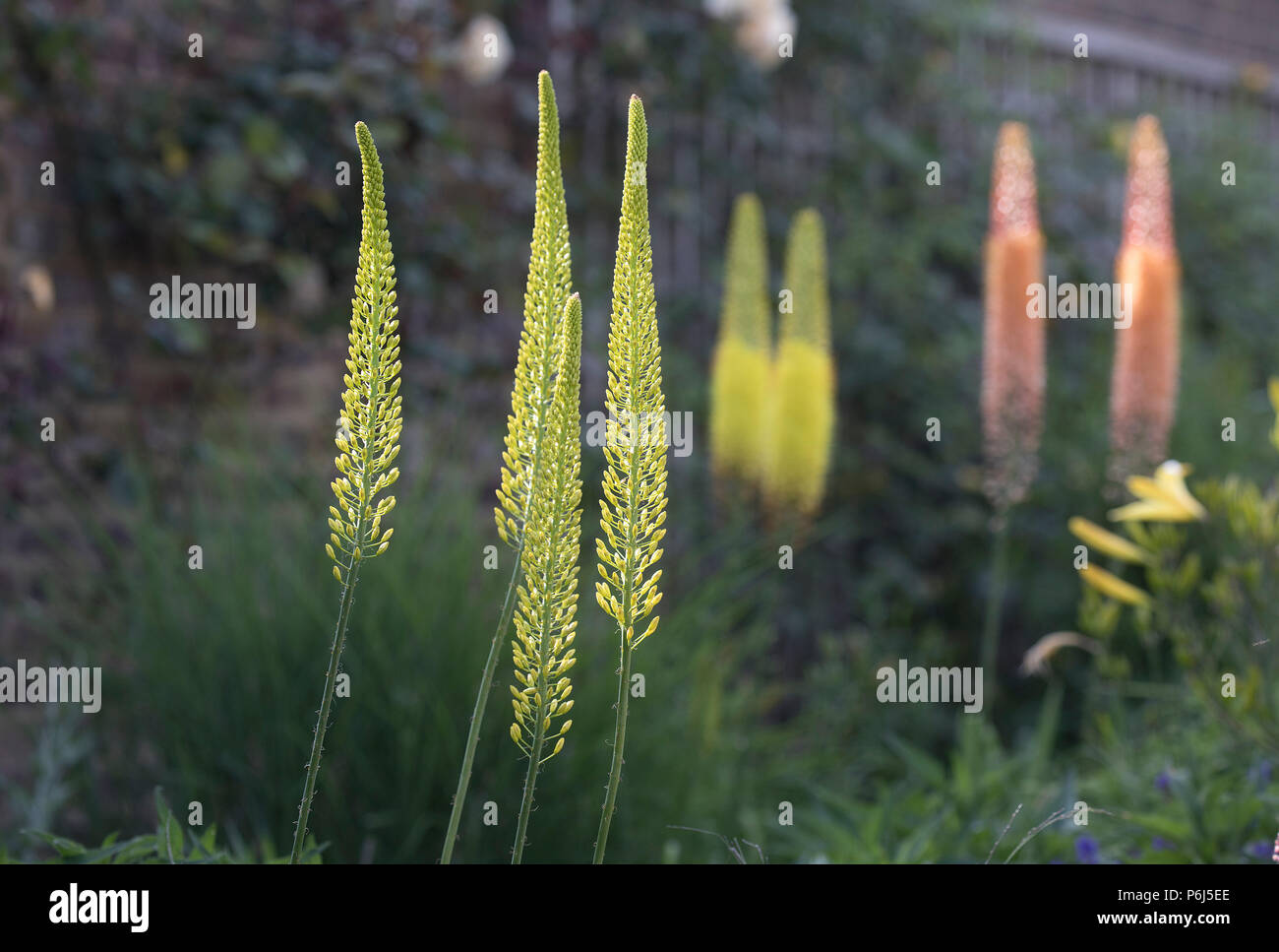 Eremurus stenophyllis, Foxtail lily Stock Photo