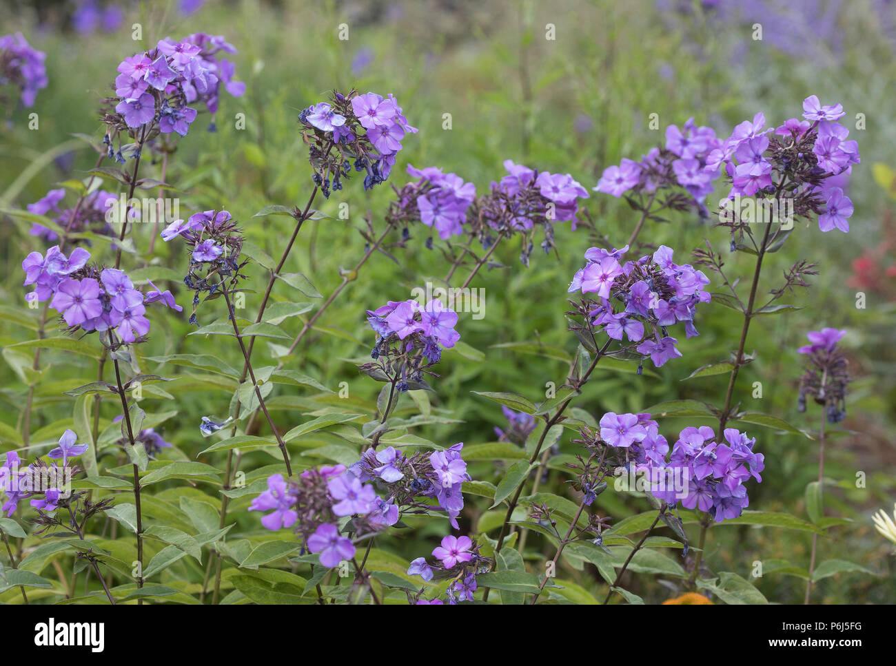 Phlox Paniculata ' Franz Schubert' Stock Photo