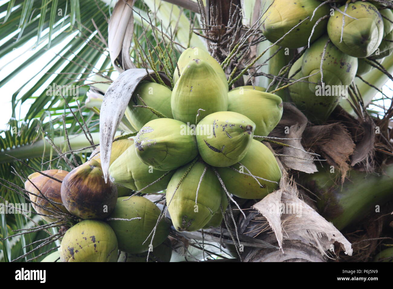Metatron's Coconuts! Stock Photo