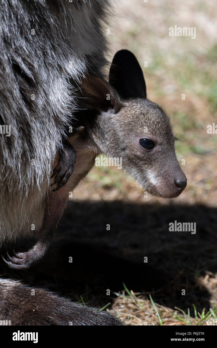 USA, Colorado, El Paso County, Colorado Springs, Cheyenne Mountain Zoo
