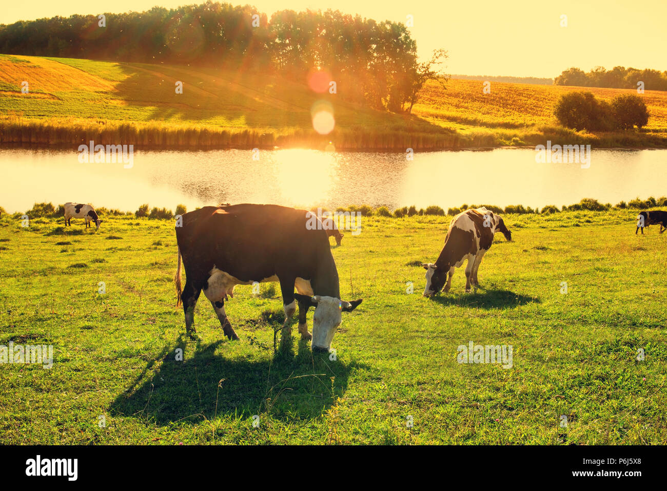 Cows by the river in the rays of sunset Stock Photo - Alamy