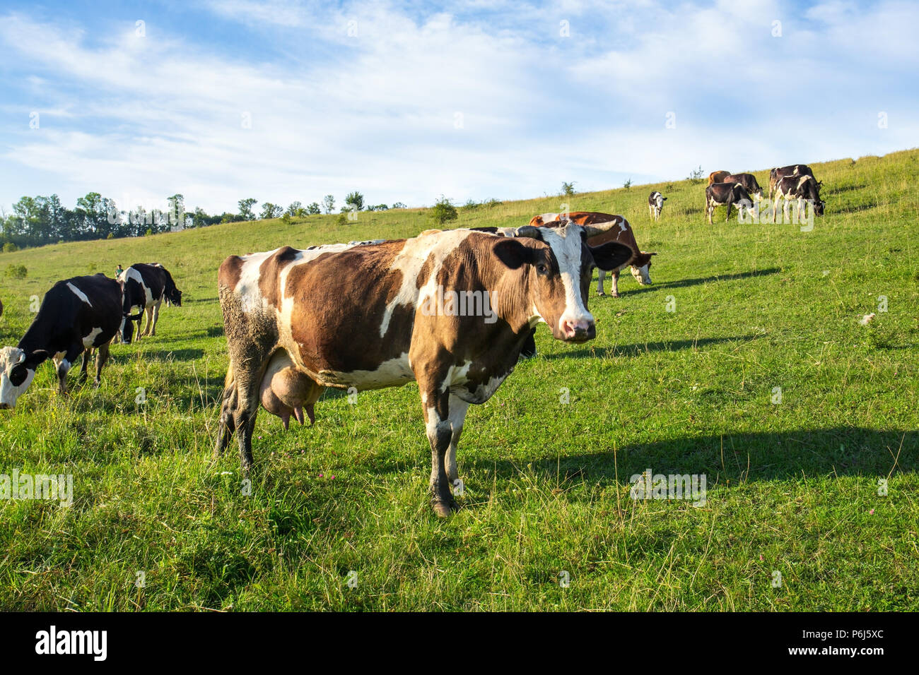 Brown spotted cows spring hi-res stock photography and images - Alamy