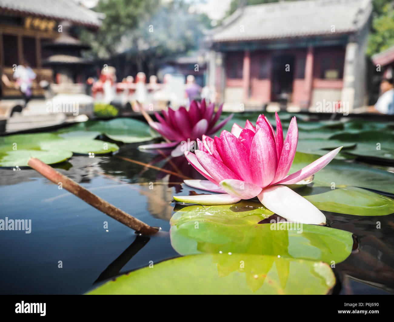 Two vibrant pink water lilies in a massive water reservoir in the courtyard of the Temple of the Queen of Heaven, Tianjin, China Stock Photo