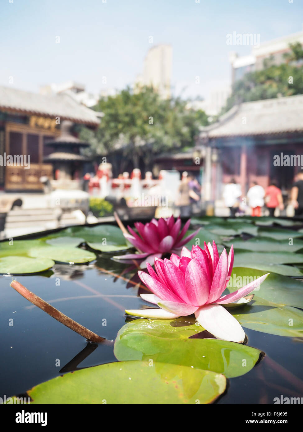 Two vibrant pink water lilies in a massive water reservoir in the courtyard of the Temple of the Queen of Heaven, Tianjin, China Stock Photo