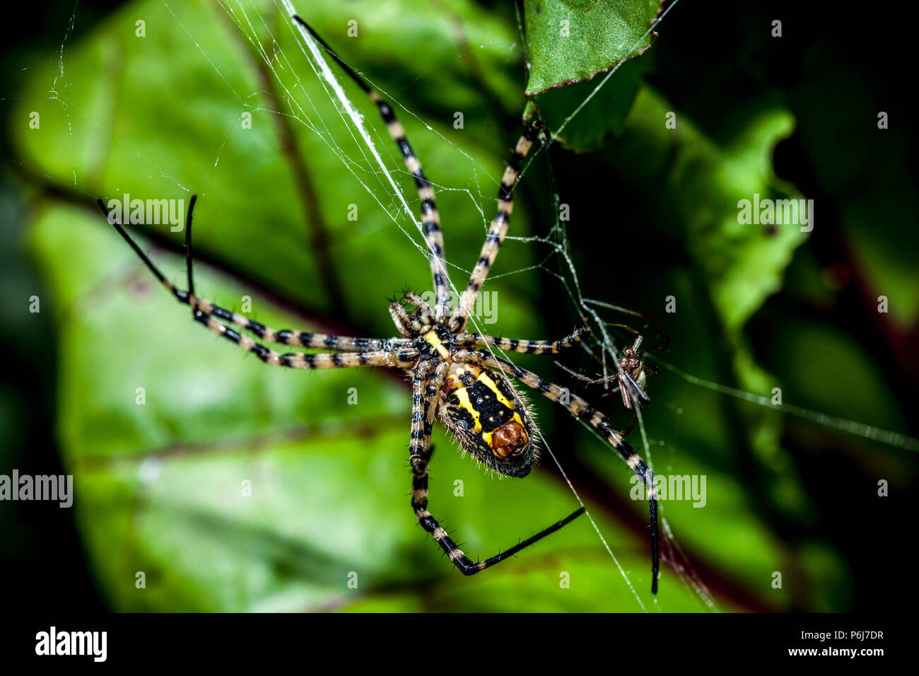 Argiope trifasciata spider from Tenerife island Stock Photo Alamy