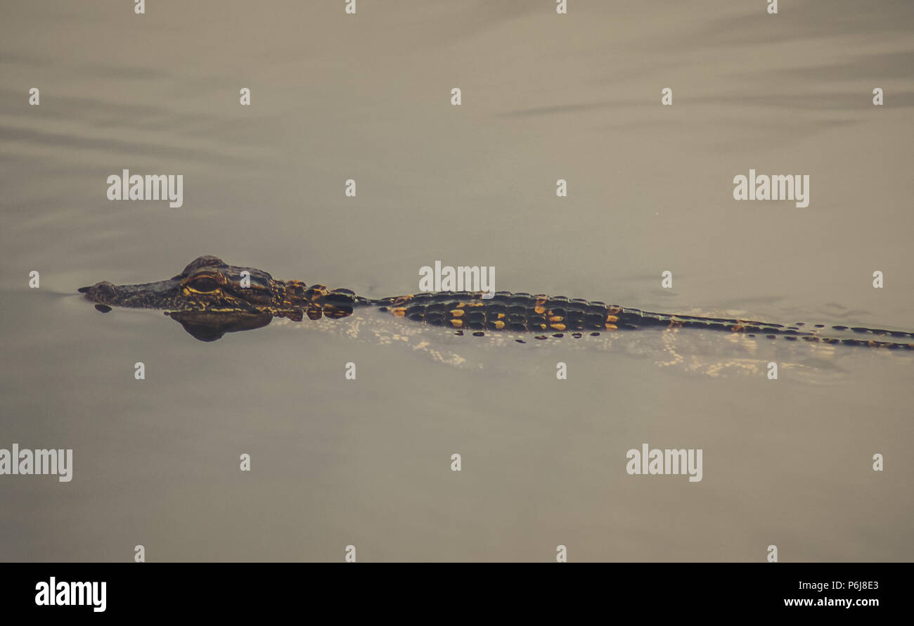Baby alligator swimming in a lake. Stock Photo