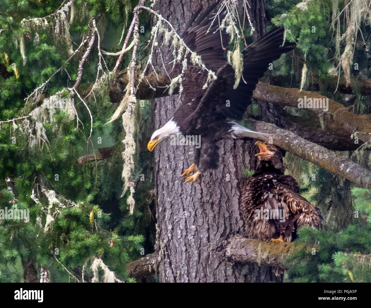 Bald eagles nesting hires stock photography and images Alamy