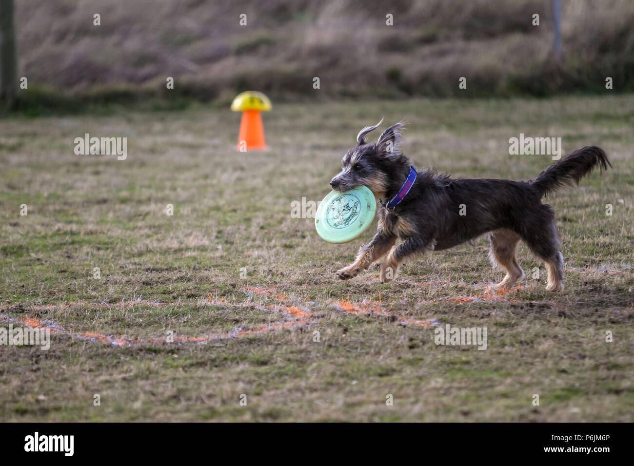 dog agility victoria