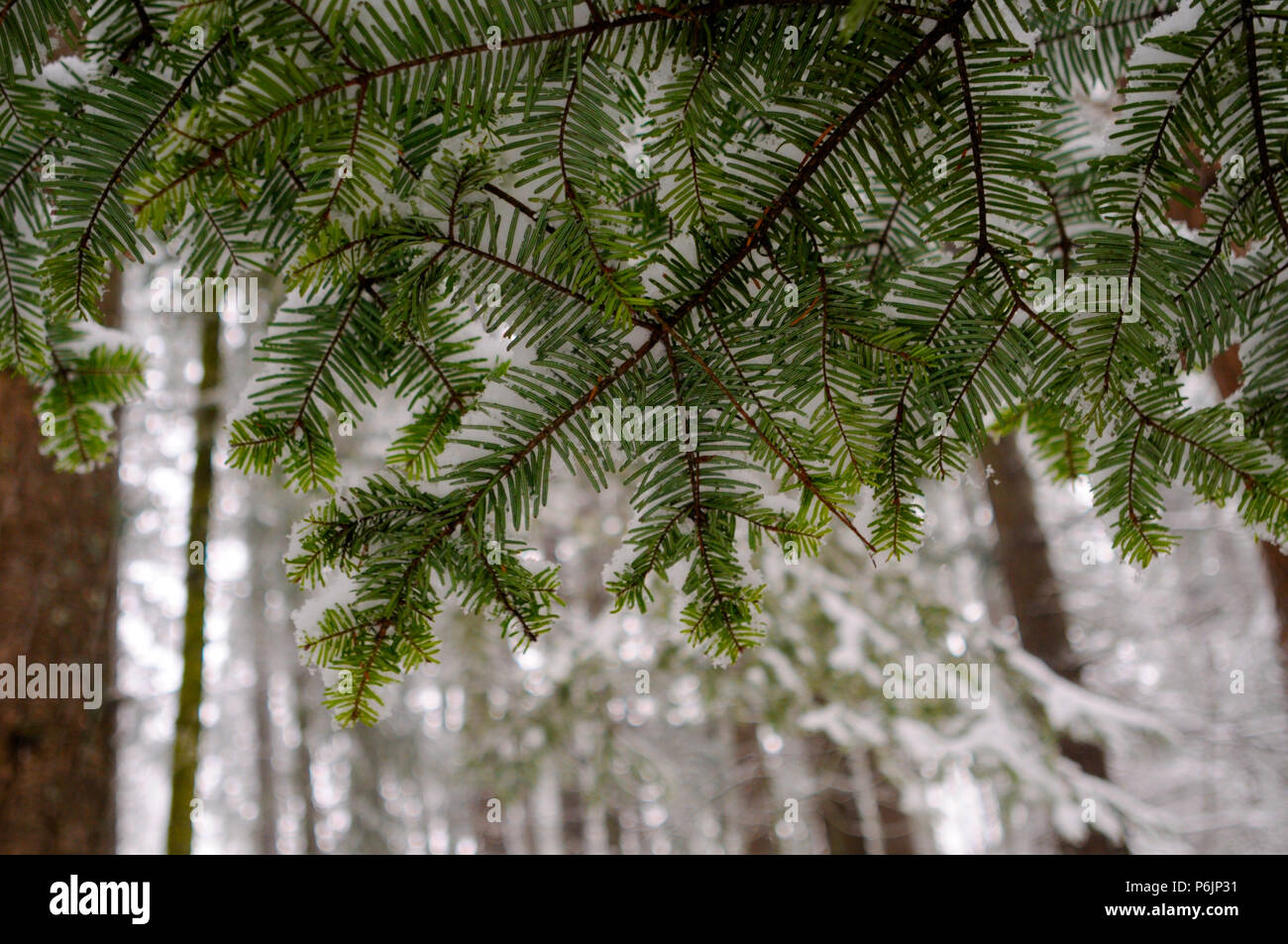 Douglas fir forest in snow hi-res stock photography and images - Alamy