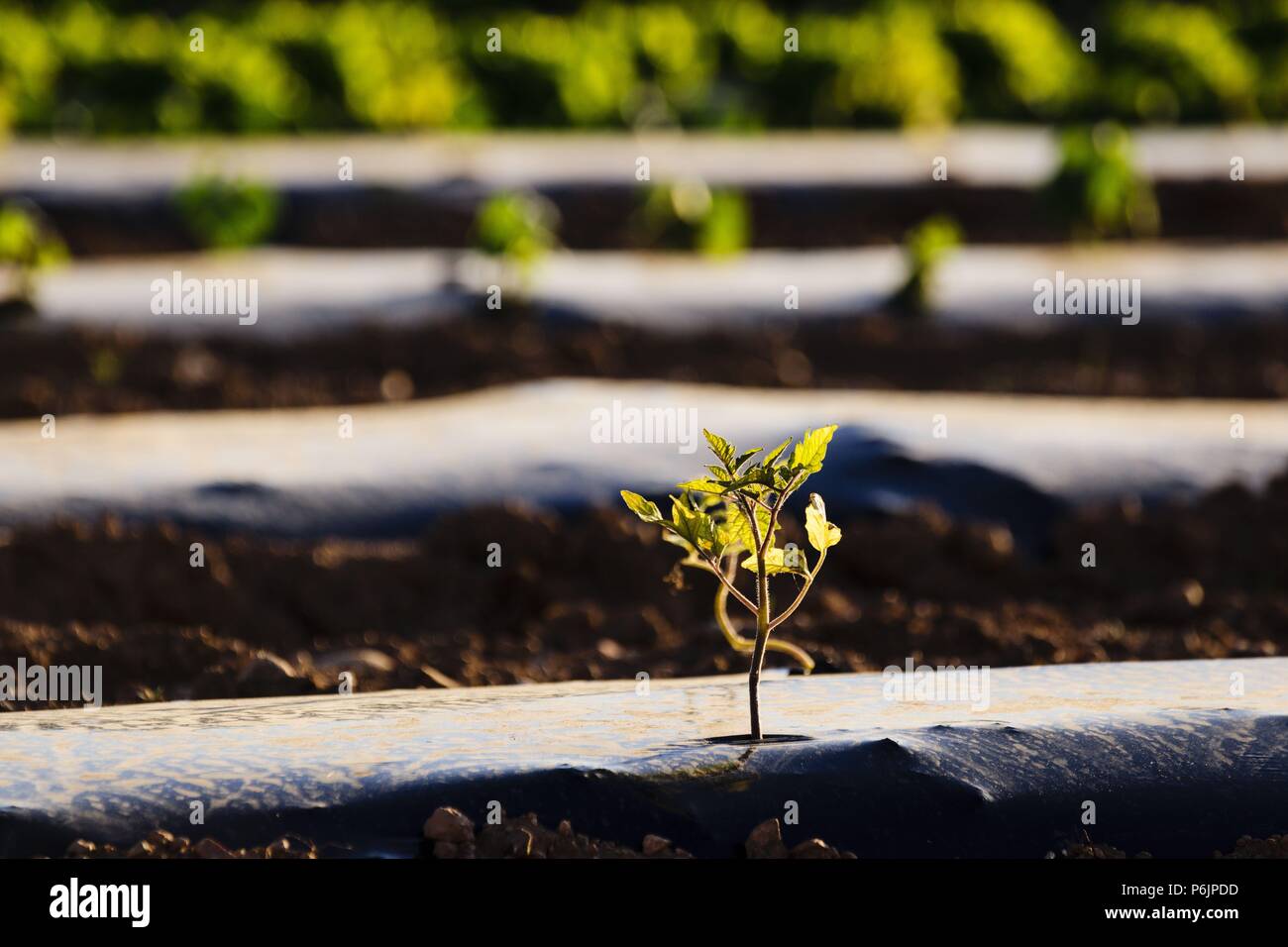 Planta de cultivo hi-res stock photography and images - Alamy
