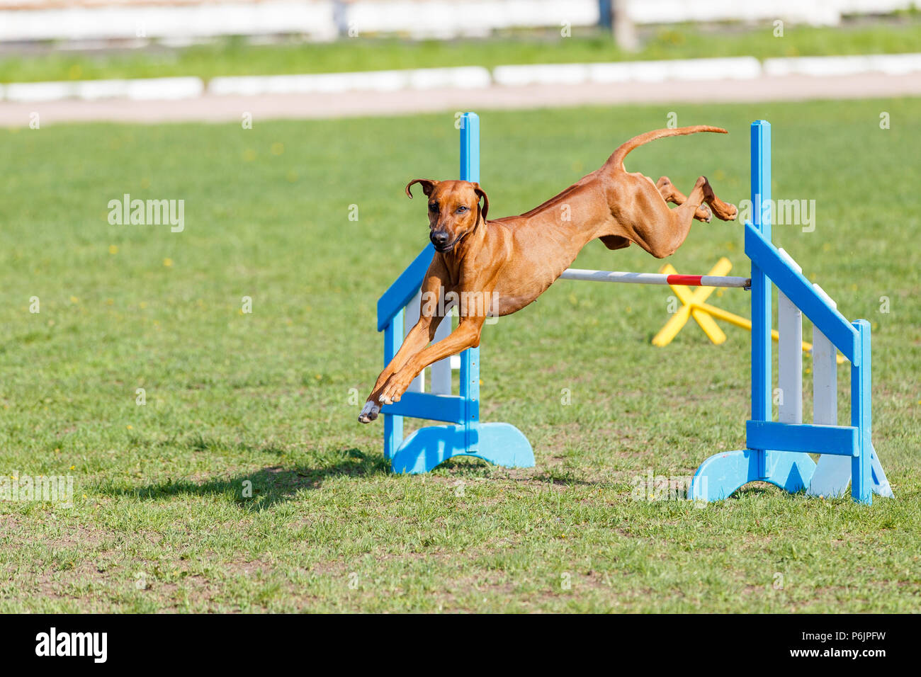 rhodesian ridgeback agility