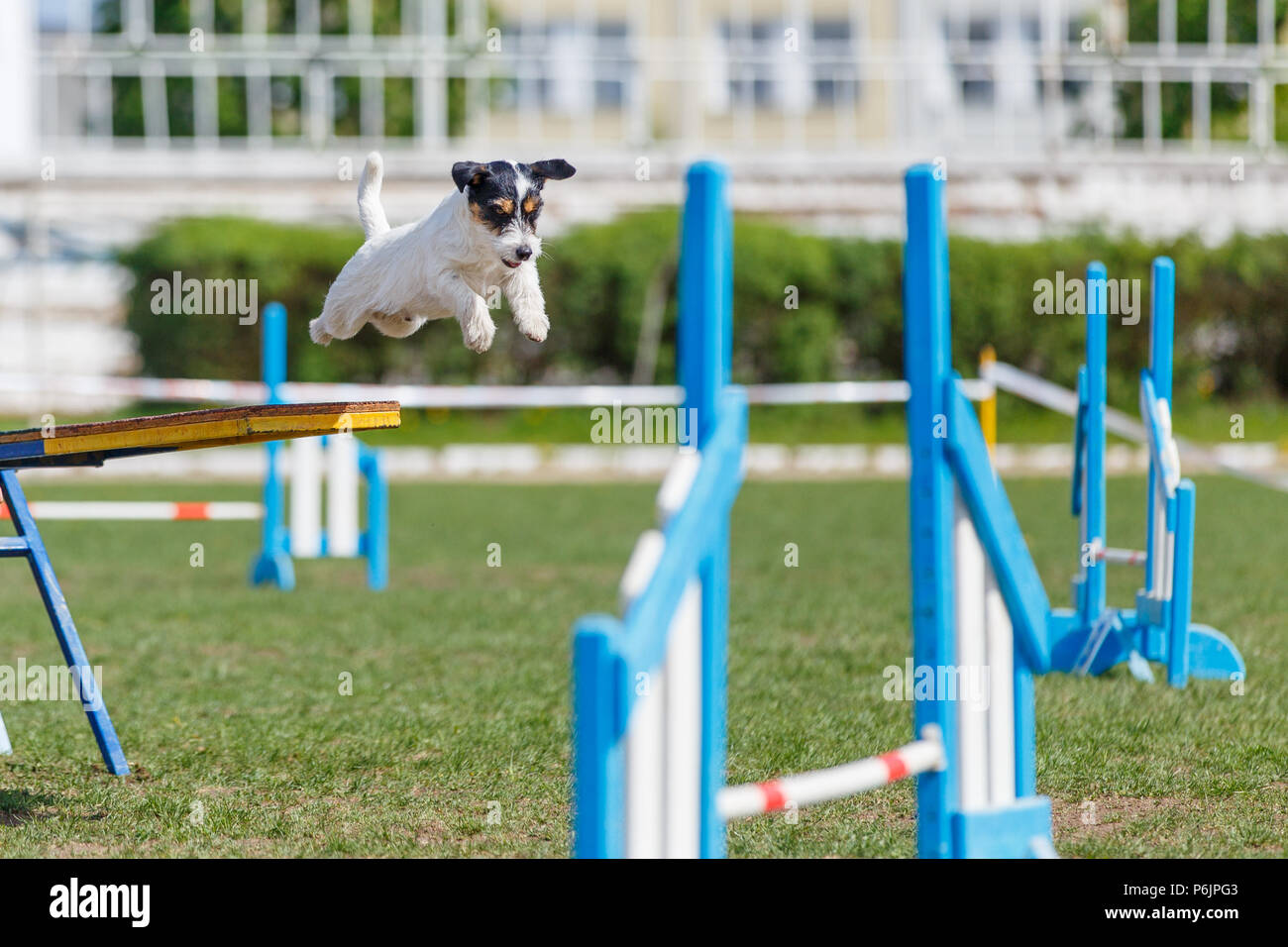 Jack russell terrier jumping out from seesaw in dog agility competition