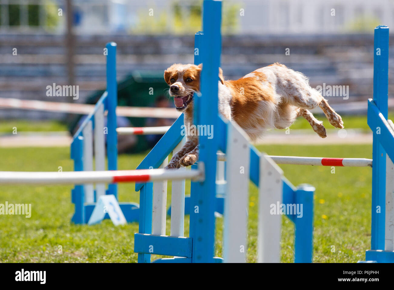 Brittany Dog jumping over hurdle in agility competition Stock Photo
