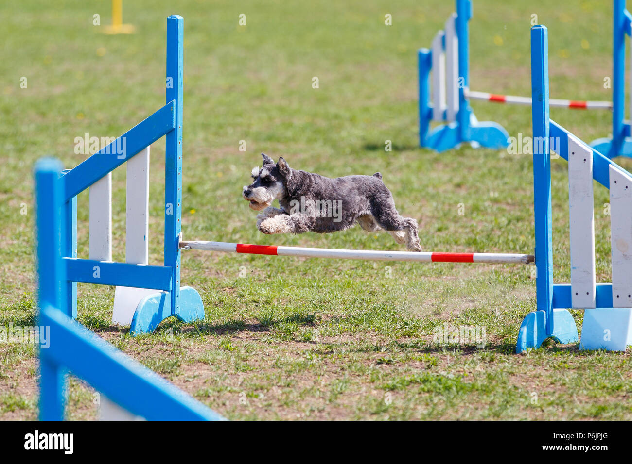 Mini Schnauzer jumping over hurdle in agility competition Stock Photo
