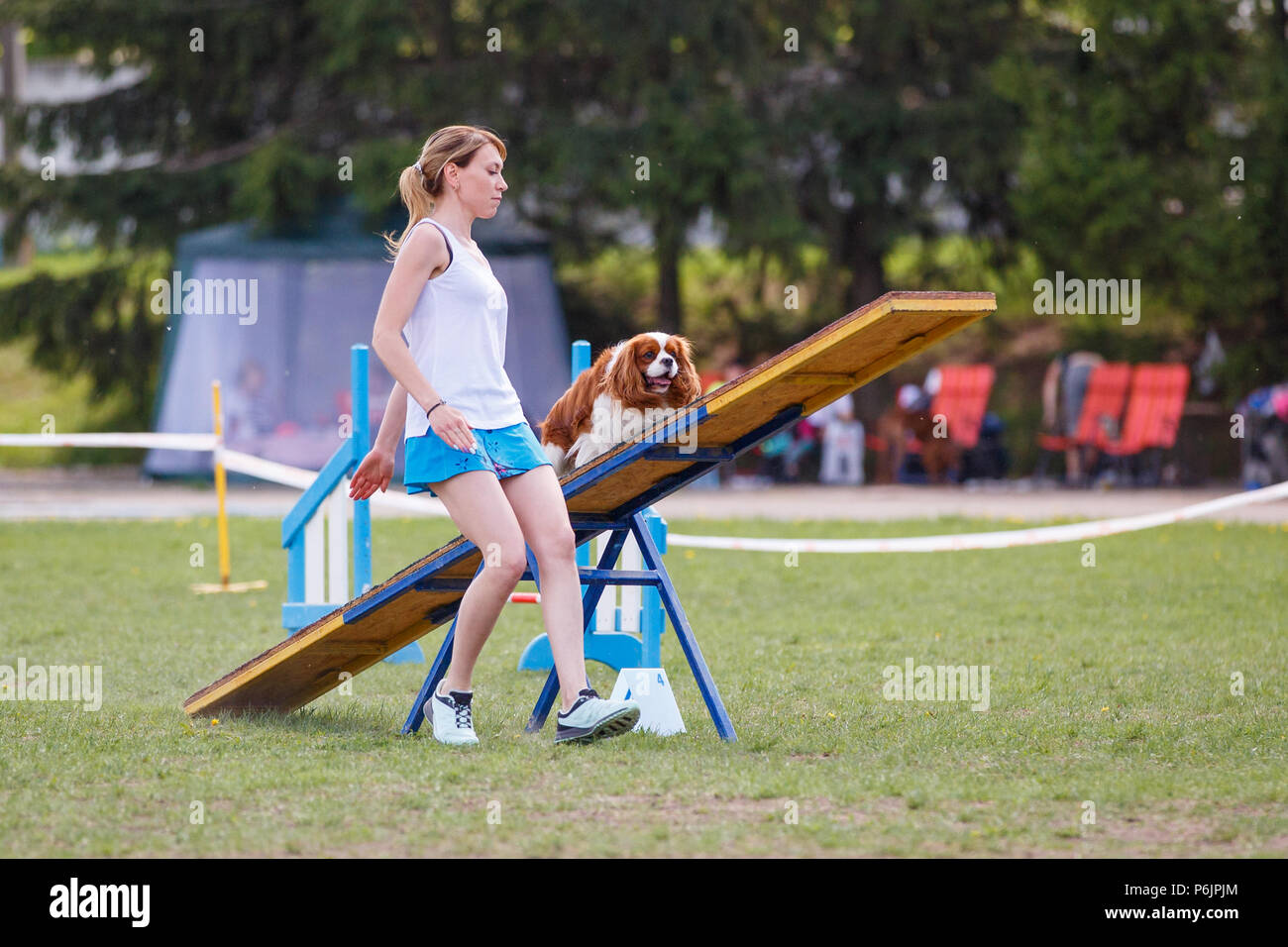 Small dog walking on the seesaw obstacle with young woman aside as handler in agility competition Stock Photo