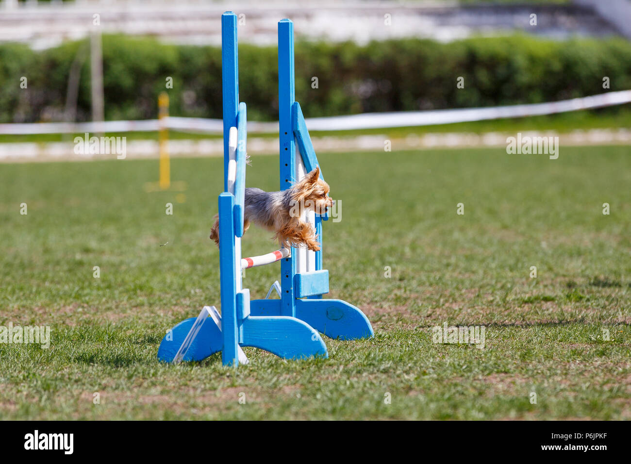 Yorkshire terrier jumping over hurdle in agility competition Stock