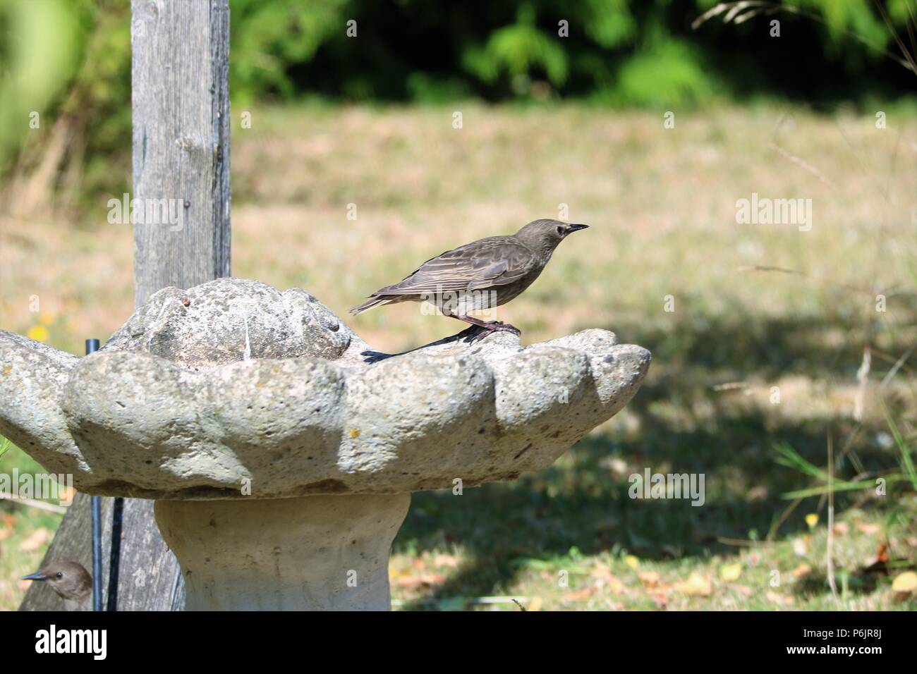 Starling fledgling on a stone bird bath on a sunny day Stock Photo