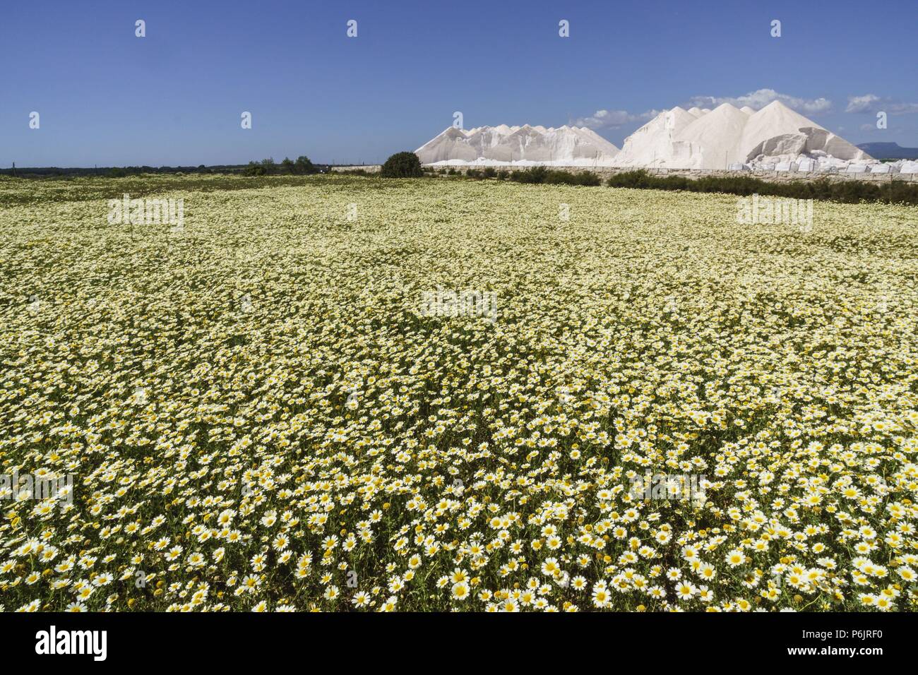 Primavera en mallorca hi-res stock photography and images - Alamy