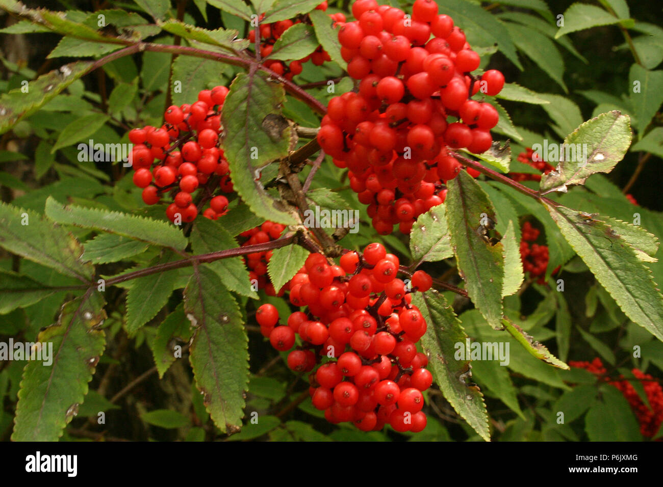 Red elderberry fruit Stock Photo Alamy
