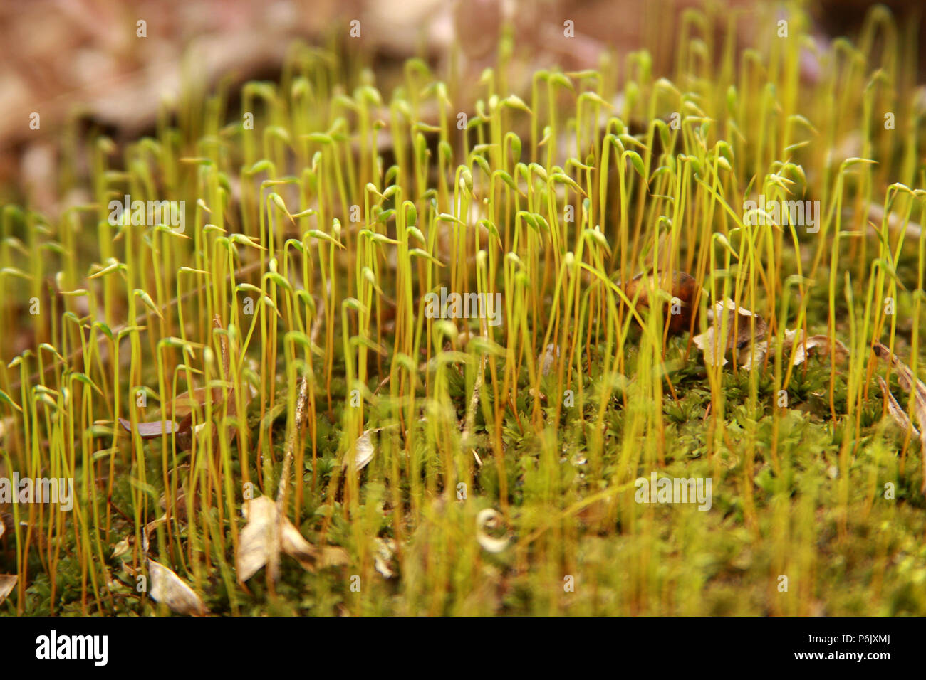 Patch of moss with spore capsules Stock Photo