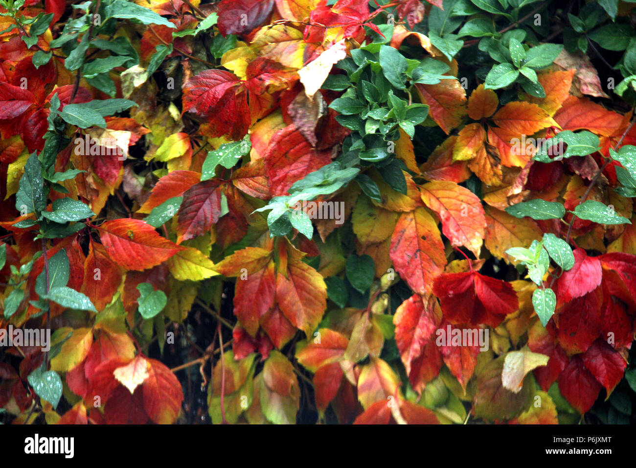 Virginia Creeper vine in autumn Stock Photo Alamy