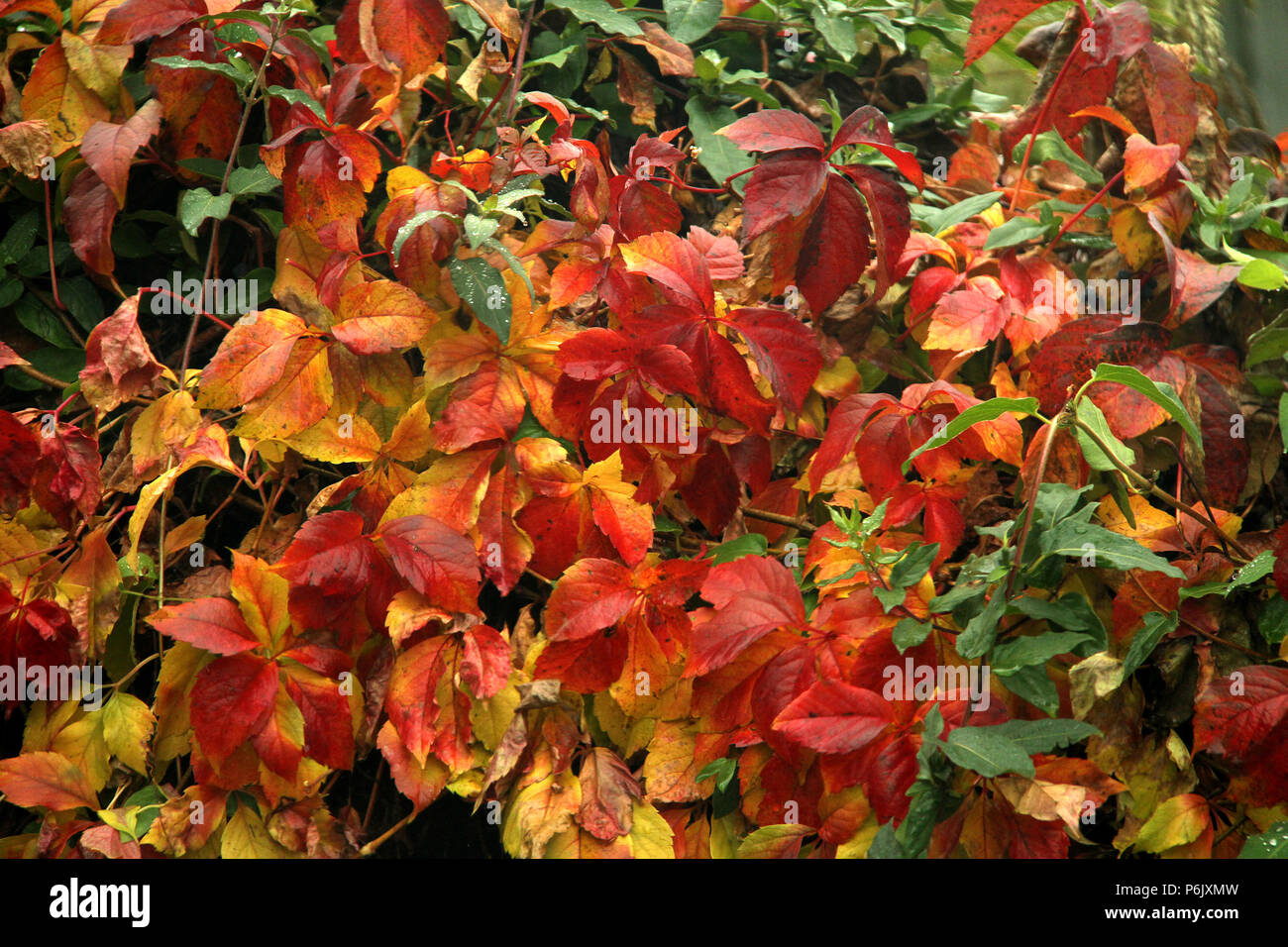 Virginia Creeper vine in autumn Stock Photo Alamy