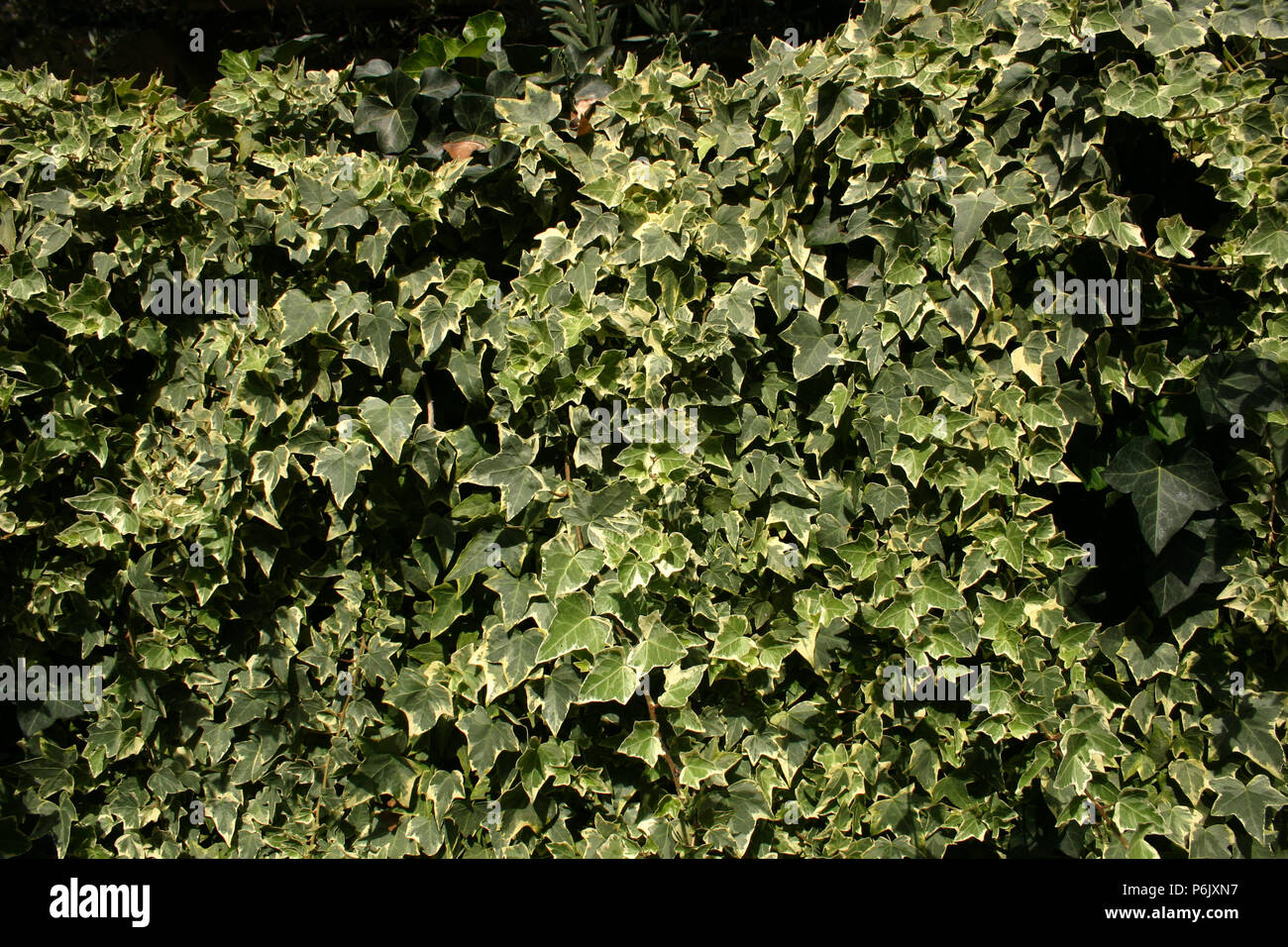 English Ivy (Hedera Helix) climbing on wall Stock Photo Alamy
