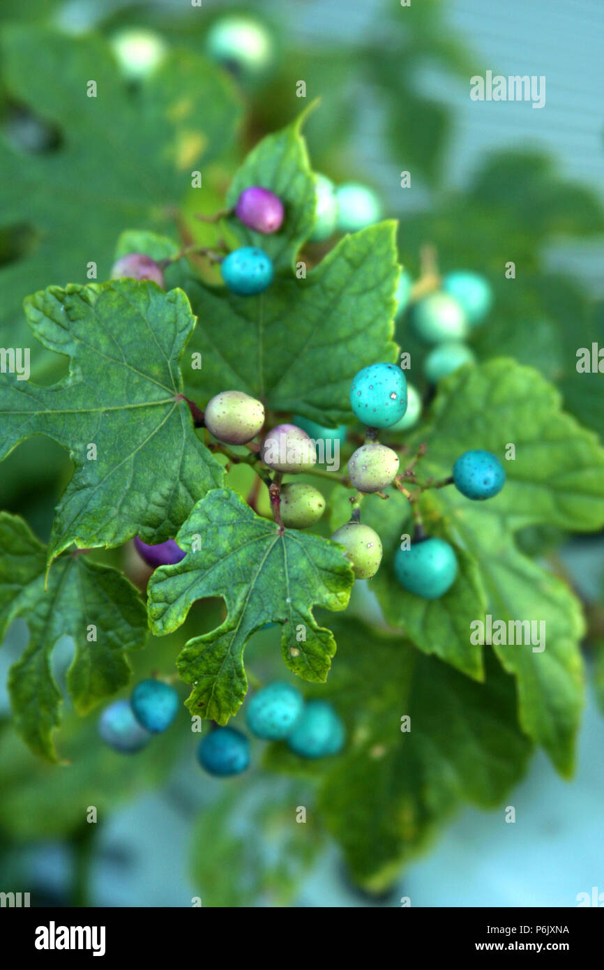 Porcelain berry's colorful fruits Stock Photo Alamy