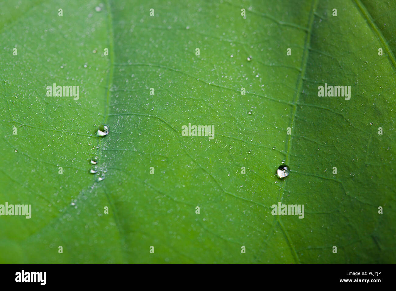 Tiny water droplets on Lotus leaf background Stock Photo - Alamy