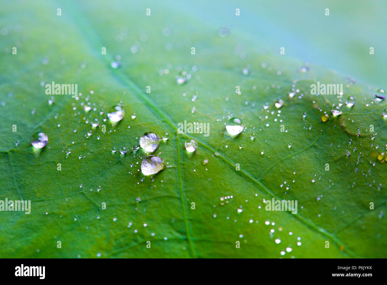 Water droplets on lotus leaf hi-res stock photography and images - Alamy