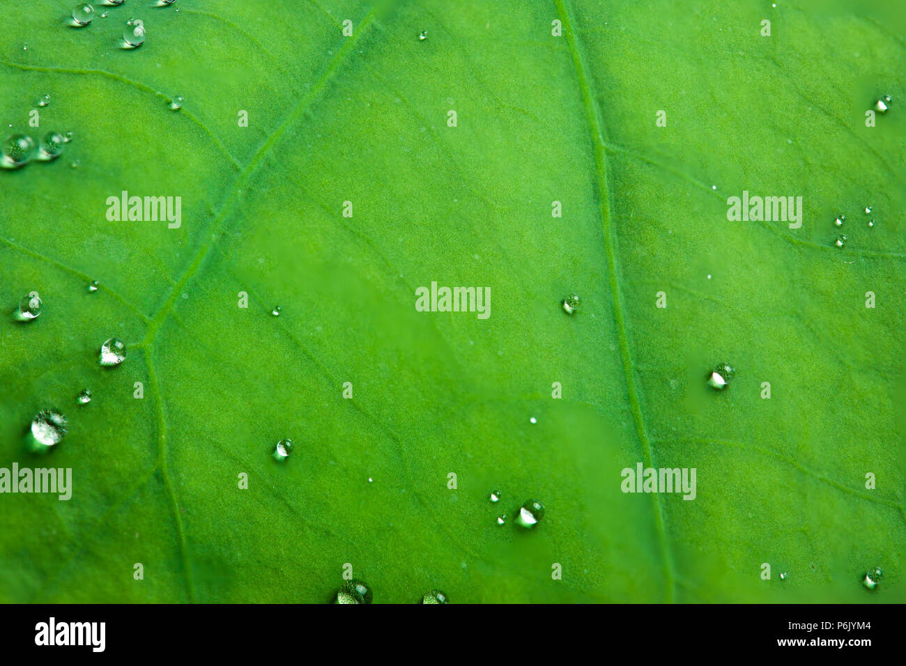 Tiny water droplets on Lotus leaf background Stock Photo - Alamy