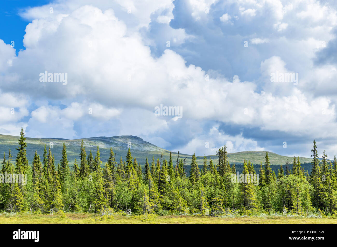 Taiga forest at a mountain in the north Stock Photo