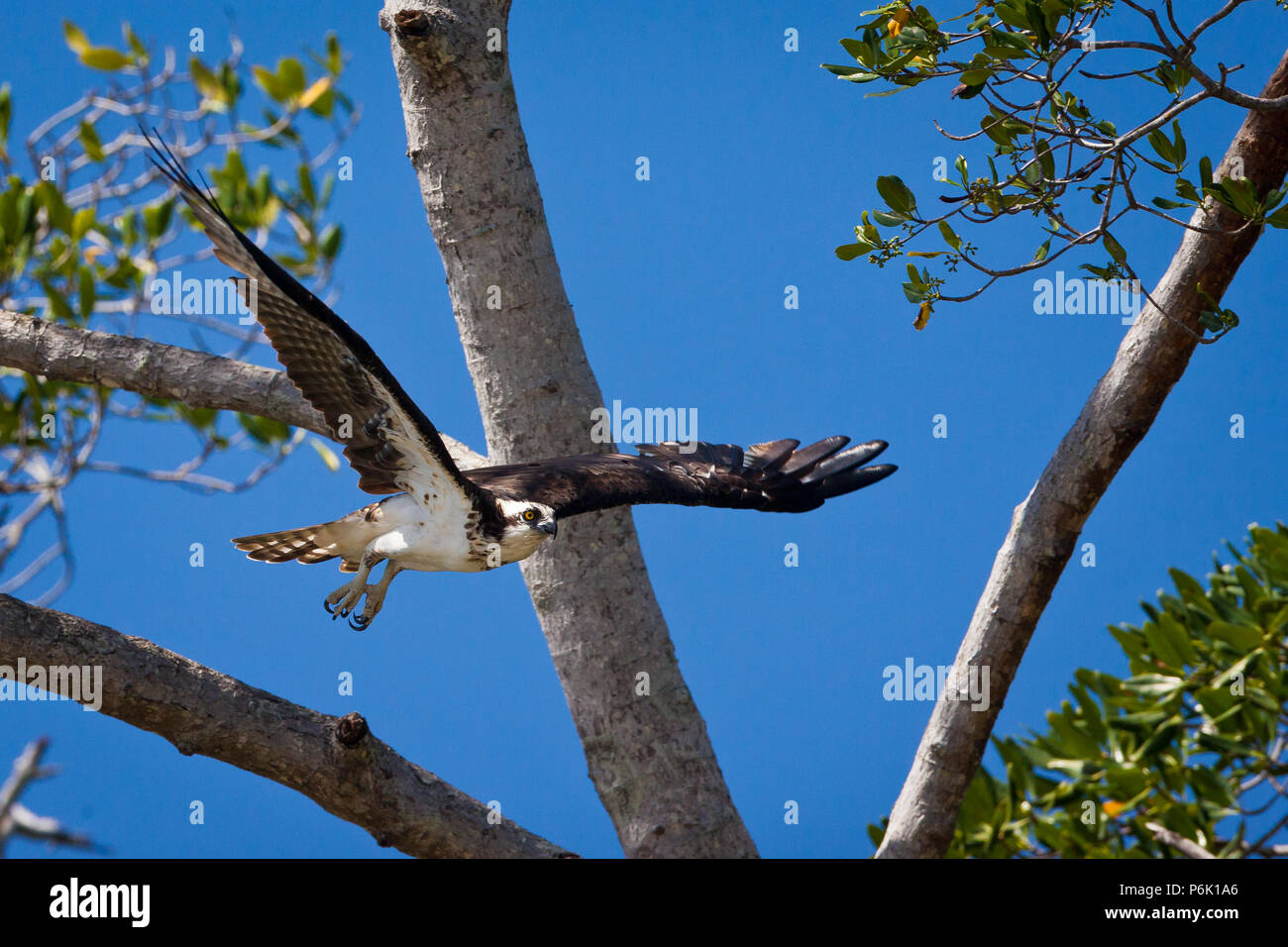 Osprey, Pandion haliaetus, above Rio Grande in the Cocle province, Republic of Panama. Stock Photo