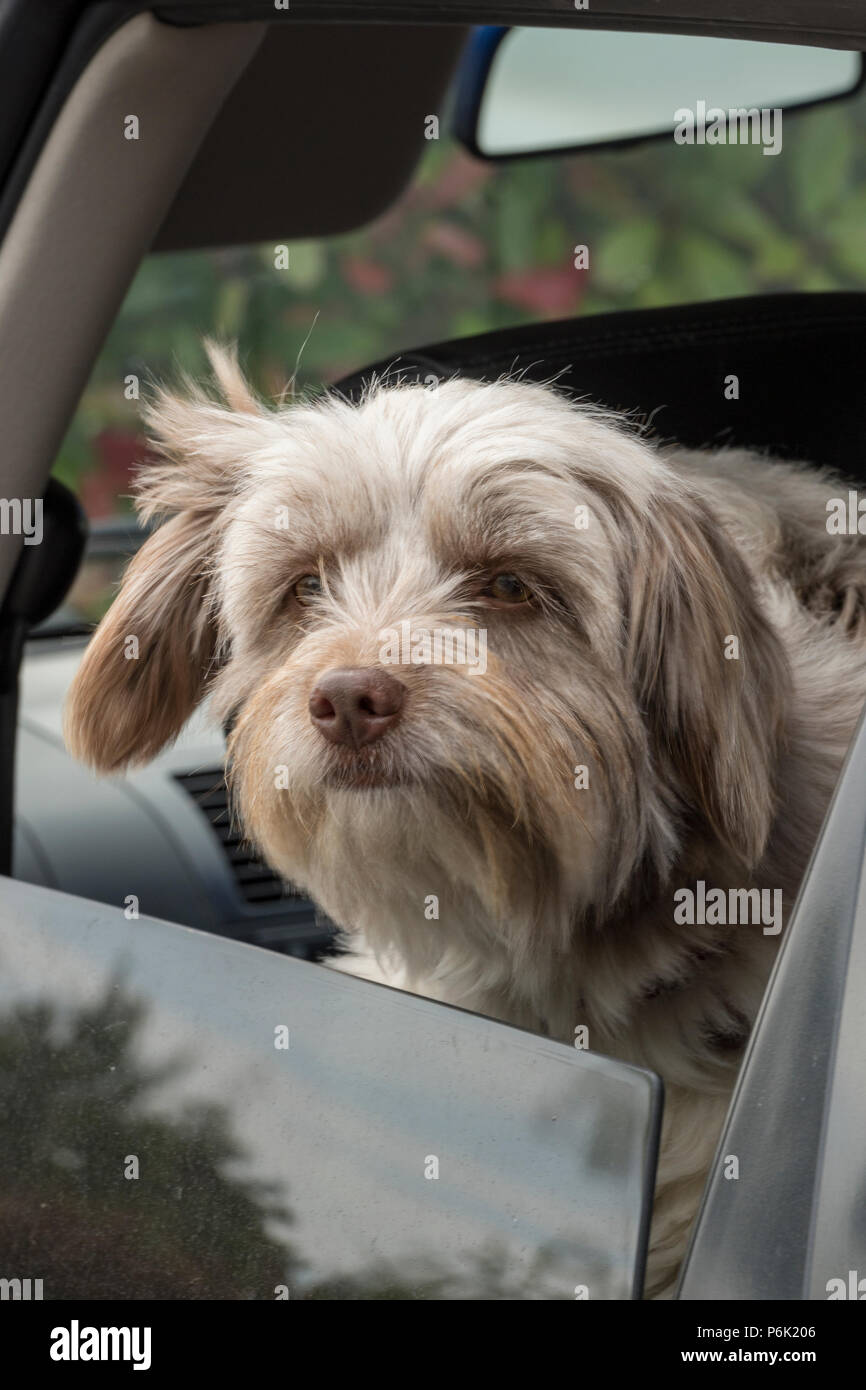 How Do You Get Dog Snot Out Of Windows