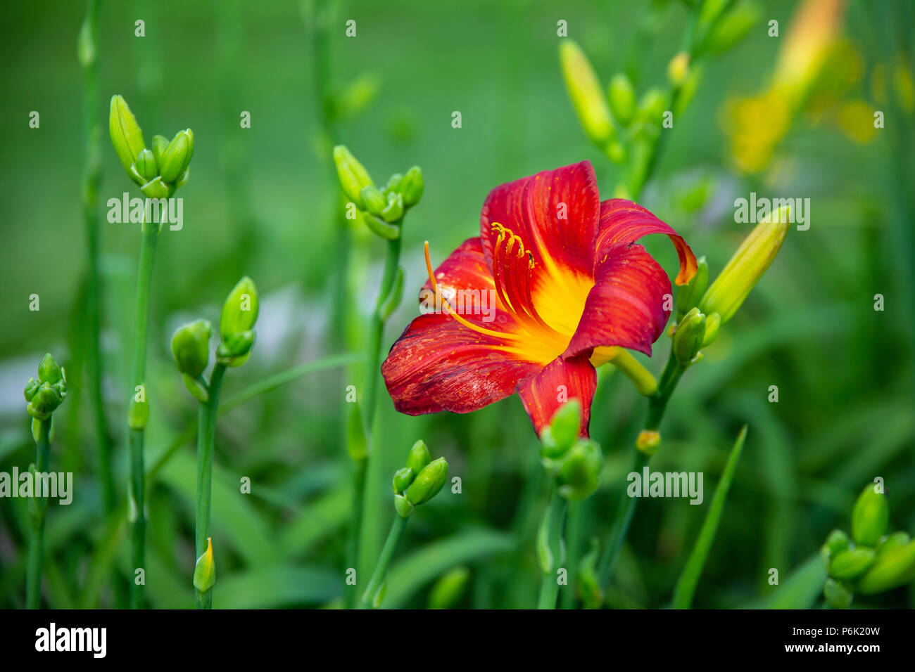 the first red yellow day lily to appear this season Stock Photo