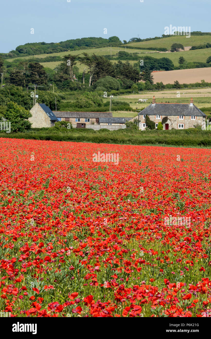 poppies, isle of wight landscape, england, united kingdom. Stock Photo