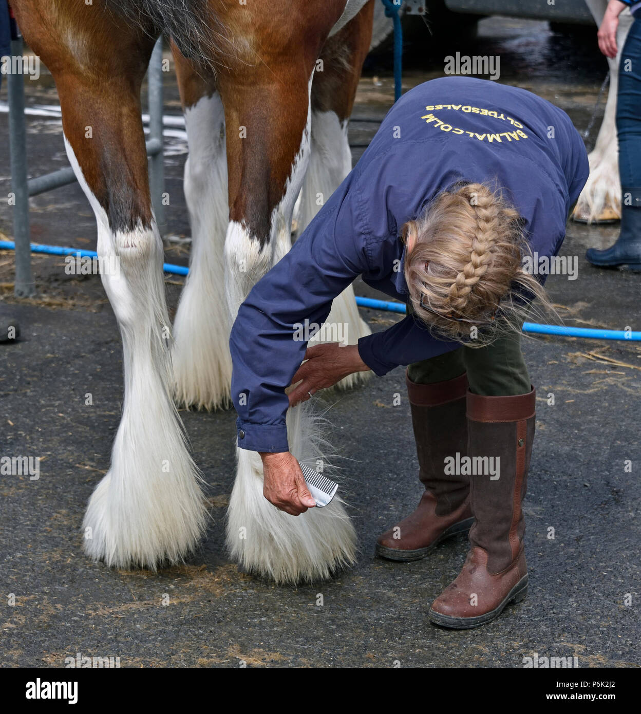 Clydesdale horse hoof hires stock photography and images Alamy