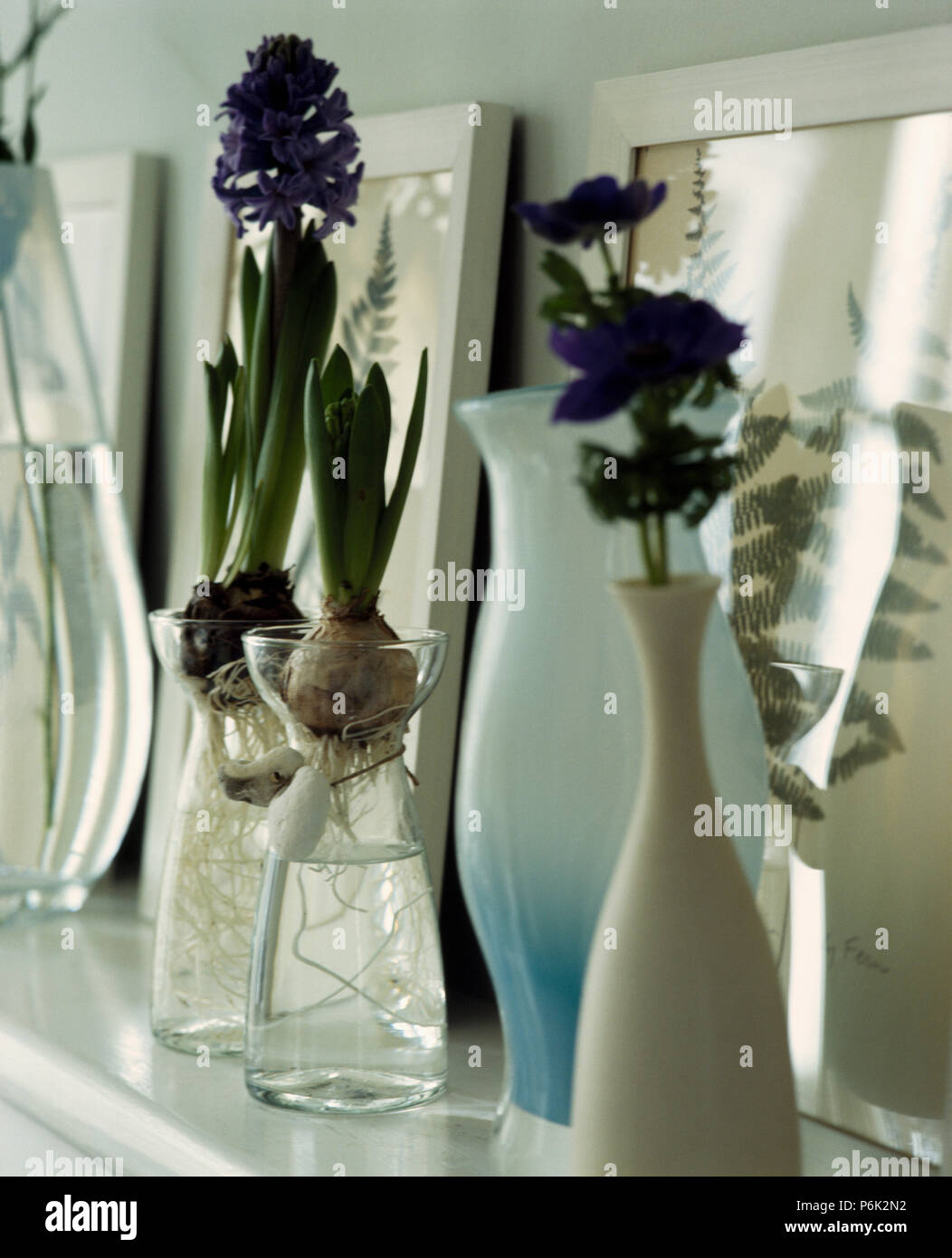 still life of blue hyacinths in glass bulb vases on shelf with tall vases P6K2N2