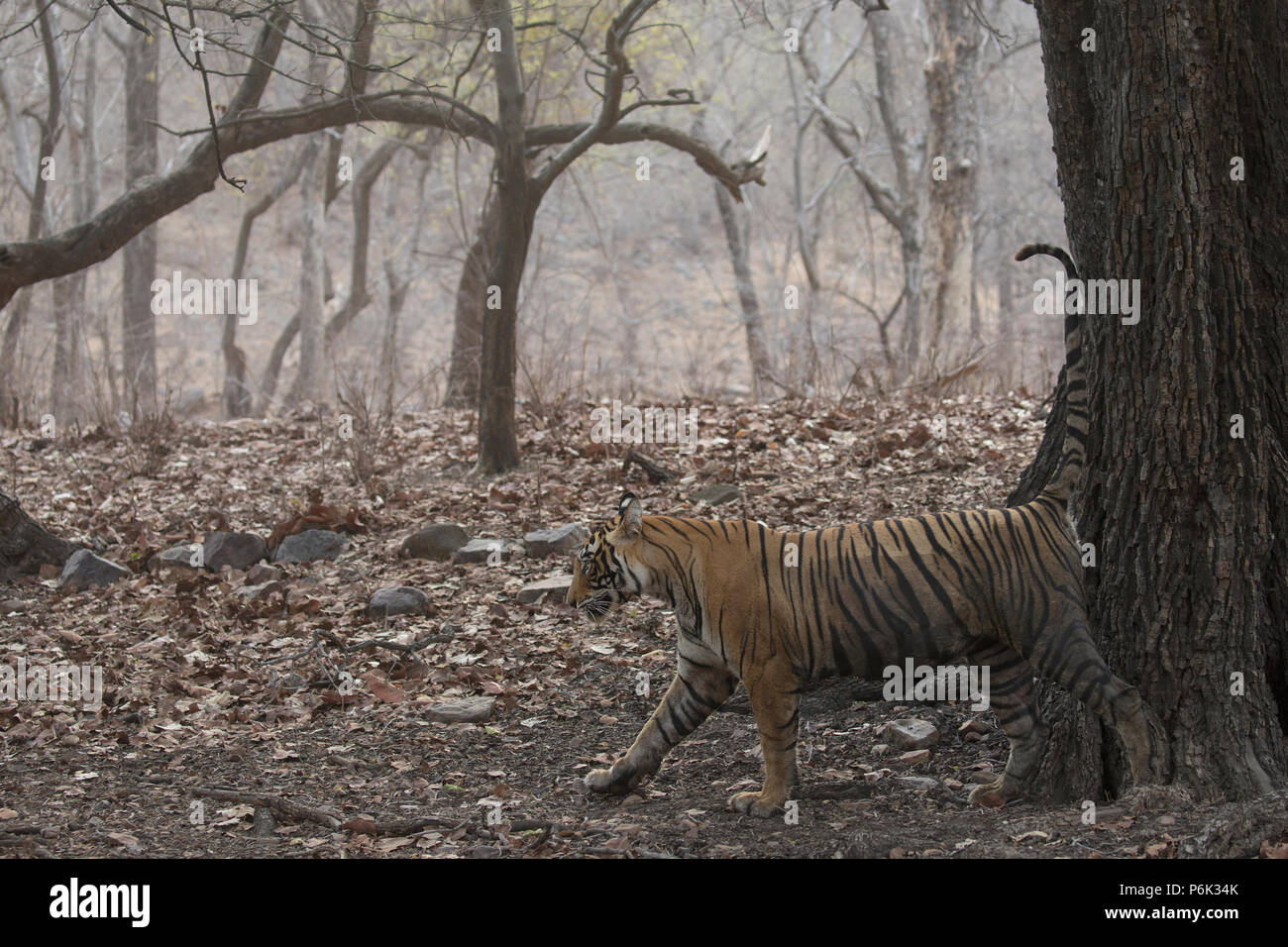 Tiger marking territory in Ranthambore India Stock Photo Alamy