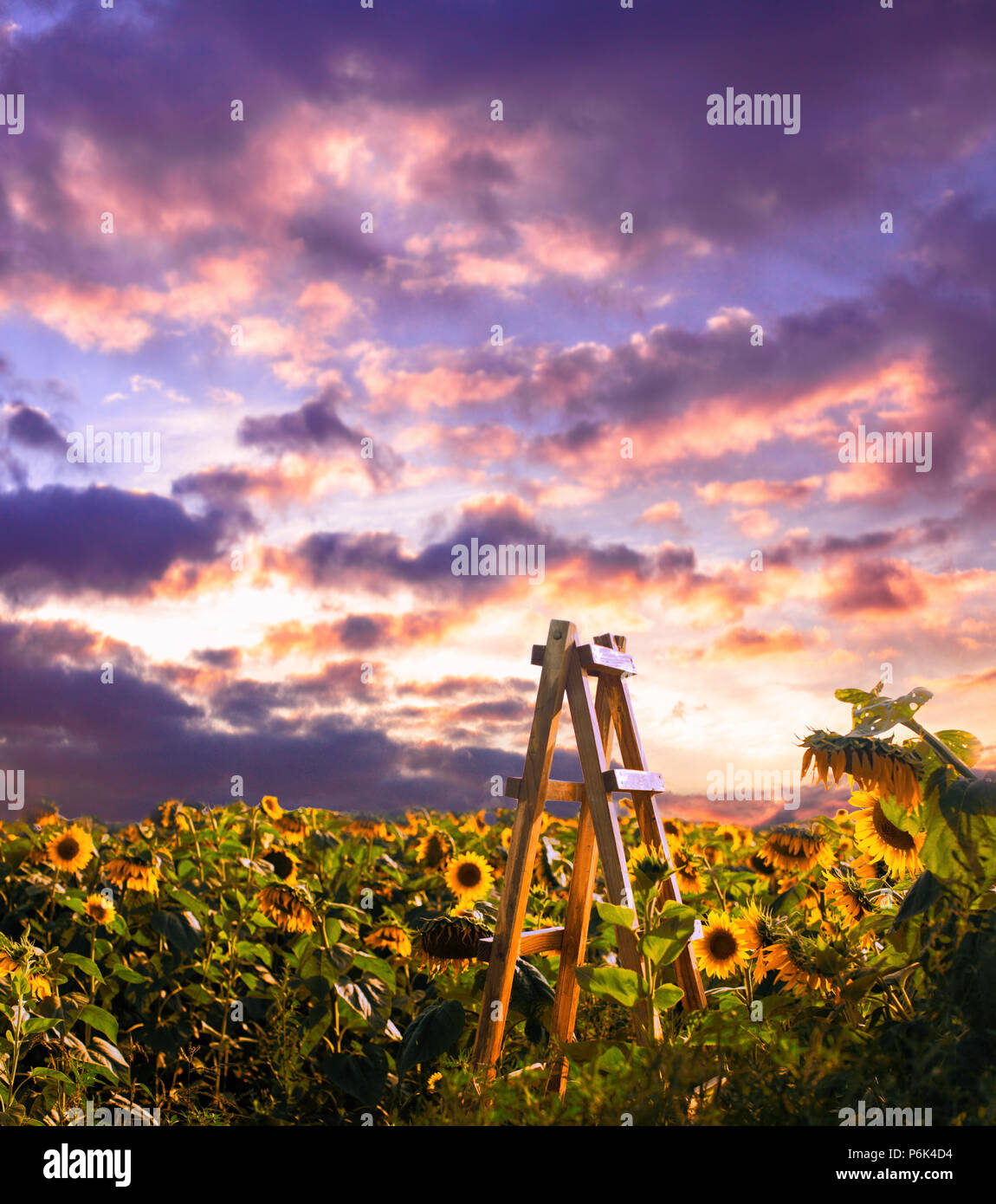 Wooden ladder at the sunflowers field Stock Photo